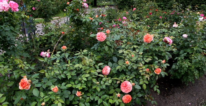  Поєднання різних сортів троянд